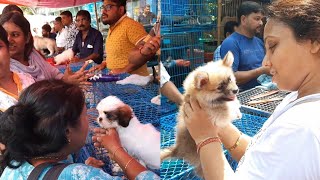 galiff Street Pet Market |galiff Street dog market |labrador |golden retriever |beagle |Pomeranian