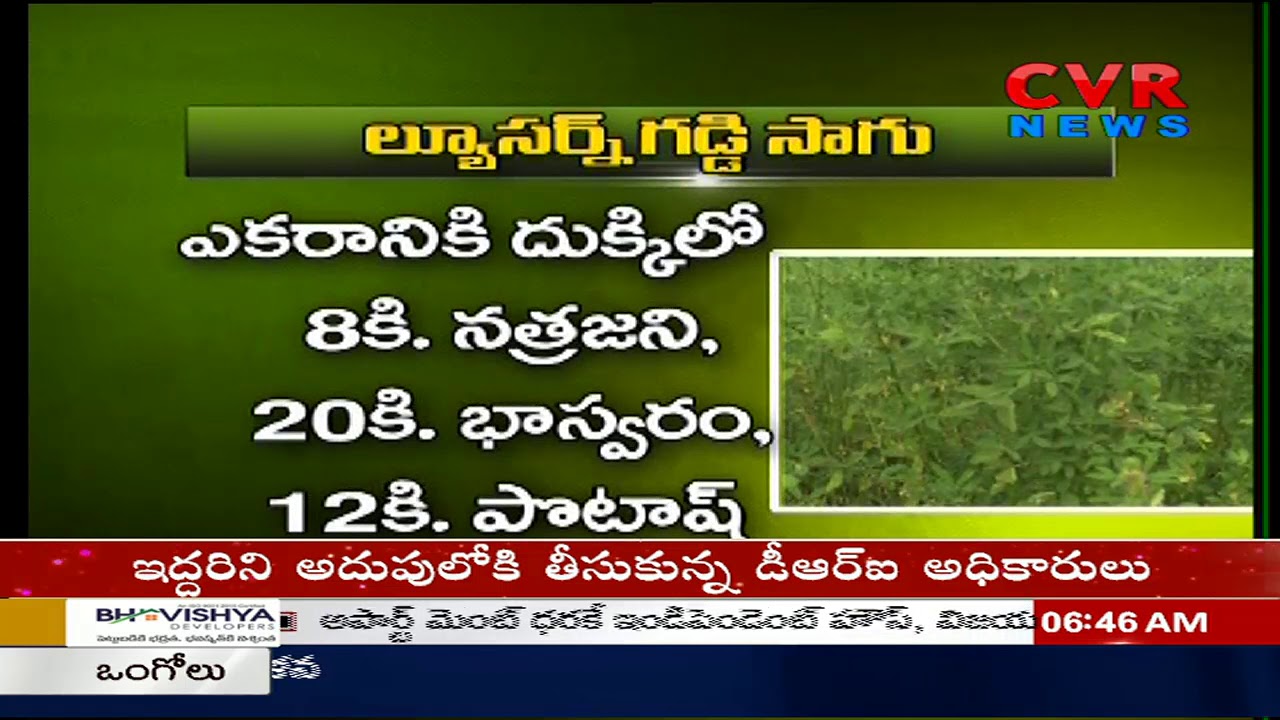 Techniques for Lucerne Crop and Alfalfa Cultivation | CVR News