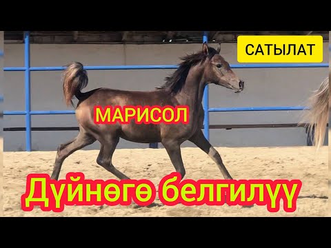 Video: Ахал-теке жылкы породасы: сүрөтү жана сүрөттөлүшү, мүнөздөмөсү, түсү, тарыхы