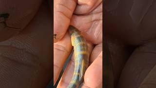 Englishthe Queen Fish In My Hand Is So Beautiful That It Melts The Heart At First Sight.