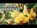 Secret orchid care tips from a master orchid grower