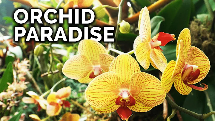 Secret Orchid Care Tips from a Master Orchid Grower - DayDayNews