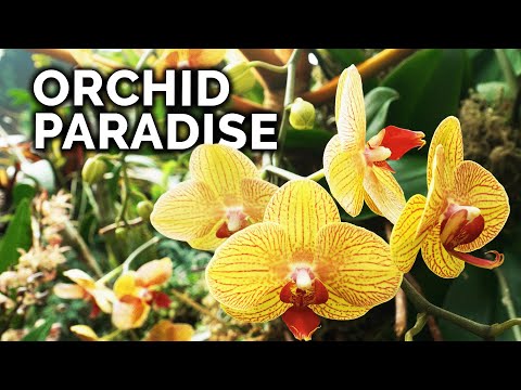 Video: Precious orchids. Types of orchids. White orchid: home care