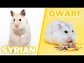 Syrian vs dwarf hamster care