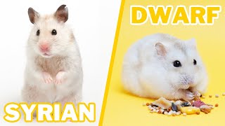 Syrian VS Dwarf Hamster Care by Victoria Raechel 35,161 views 2 months ago 8 minutes, 48 seconds