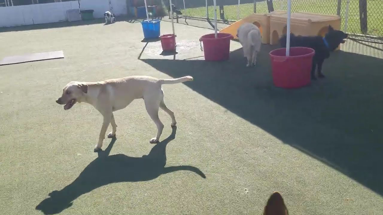 Playtime at Dogs On The Farm & Cats Too!