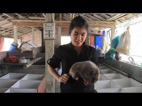 Video Cô cử nhân khởi nghiệp bằng nghề nuôi dúi - youtube