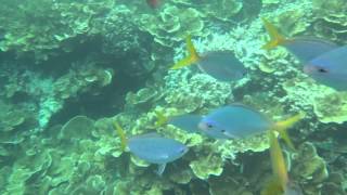 1030430 05帛琉~玫瑰珊瑚 律言餵魚