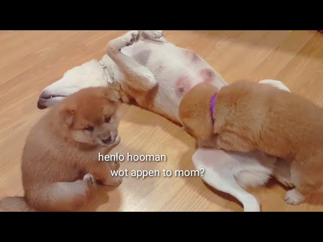 Mom pley ded with potats - Shiba Inu puppies (with captions)