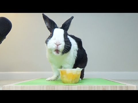rabbit-eating-fruit-cup-for-the-first-time-asmr