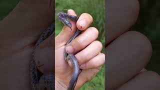 Finding An Adorable Baby Black Racer Snake!