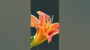AI OR HUMAN MADE - 921 #aivshuman #flower