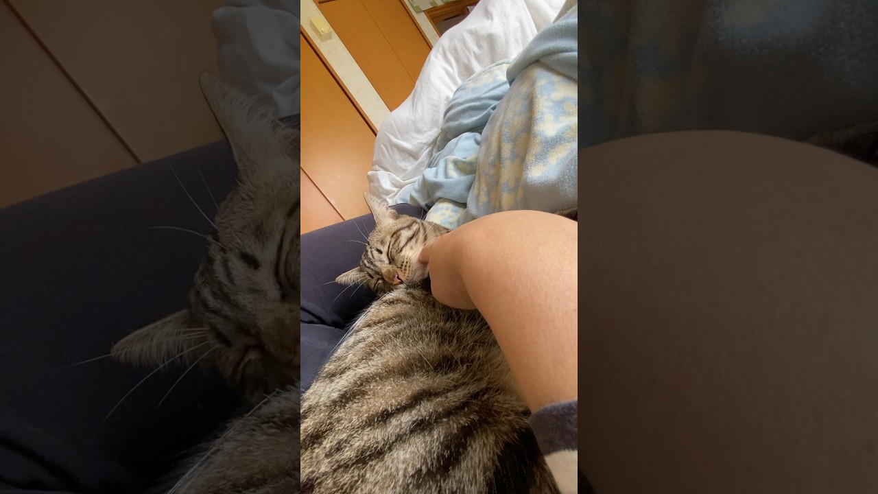 トラジと添い寝。あーかわいい。 #猫 #cat #キジトラ #shorts