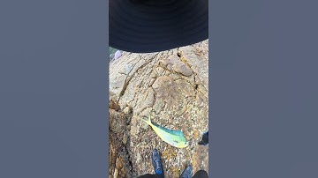 Câu cá dũa( mahi mahi) bằng mồi mực rất đơn giản😊 #cauca #fishing #caucathugian #fish