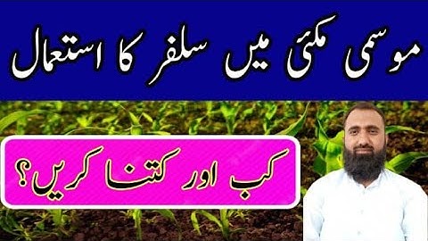 How to use Sulphur in Maize Crop || Bilal Kanju Official