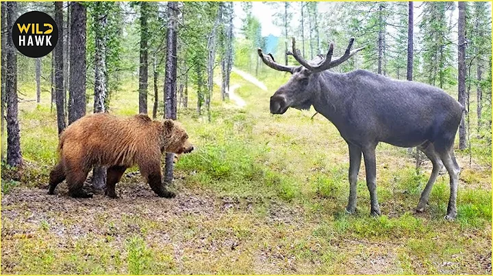 Most Terrifying Grizzly Bear Attacks Ever Recorded! | Wild Animals