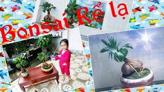 Thành phẩm bộ rể đôc lạ..||Bul Dừa || Bonsai Dừa || Cây Cảnh Phong Thủy, Cây Kiểng Mini