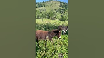 Thumbnail of #beautiful#animals#foryou#donkey #song#baby#nature#reels#shorts#quotes#wildlife#roumanie#mountains
