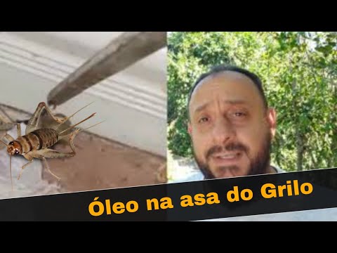 Vídeo: Como os grilos fazem som?