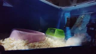 Roborovski Hamsters at Night