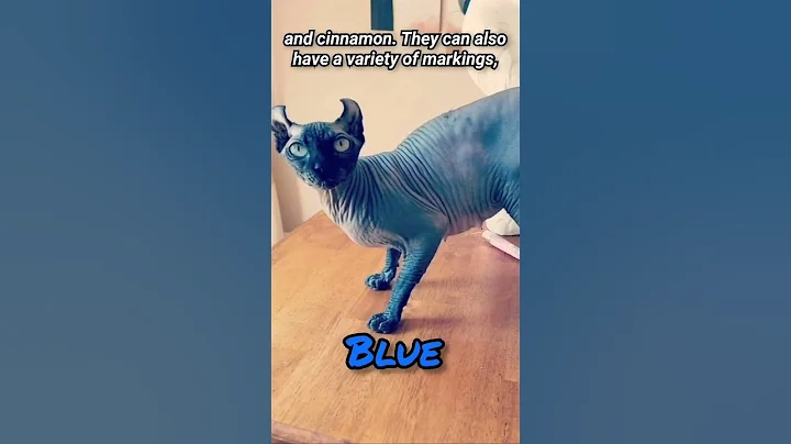 Watch the video about Peterbald Cat - In 1 Minute!😺 Most Unique & Beautiful Breed#shortsfeed #trending #ytshorts#animals