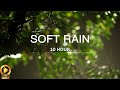 10 hour  serene rainfall on a soothing tree ambience  insomnia  study  focus  spa  meditation