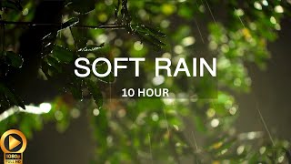 10 Hour | Serene Rainfall on a Soothing Tree Ambience | Insomnia | Study | Focus | Spa | Meditation