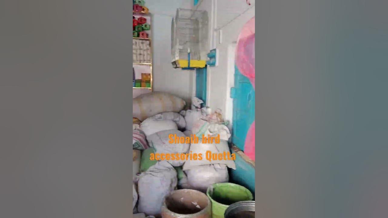 Shoaib bird accessories Quetta YouTube