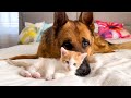 Incredible Friendship: German Shepherd and Baby Kitten