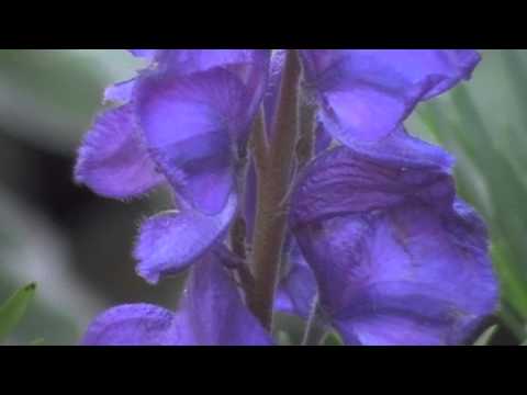 Vidéo: Wolfsbane est-il une vraie fleur ?