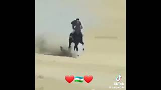 اسرع حصان في العالم ماشاء لله