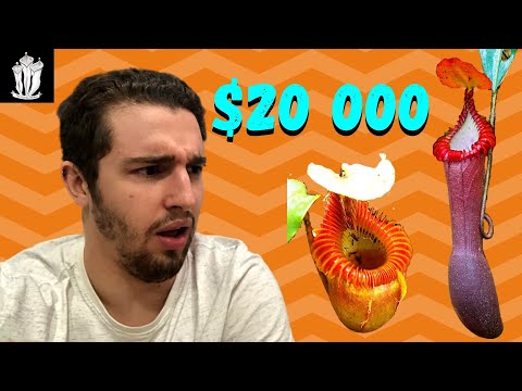 Most Expensive Carnivorous Plants - Top 10