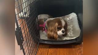 Crate Training for Maisy