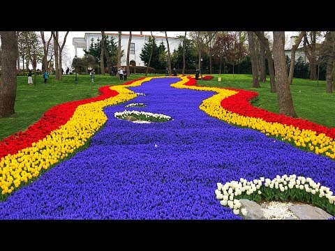 Emirgân Korusu - Tulip Gardens in Emirgan Park, Sarıyer Istanbul