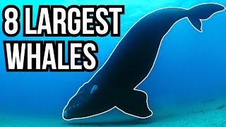 8 Of The Largest Whales In The World