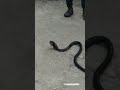 Monocled Cobra Vomiting Eggs Shorts Youtubeshorts Rupakdaswildlife 