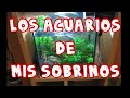 Los acuarios de mis sobrinos (Fauna Indoor)