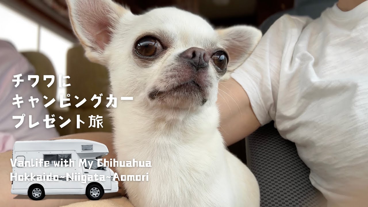【ハイエース中古キャンピングカー納車＆車中泊】北海道から新潟までキャンピングカーをチワワと取りに行くとどうなる？〜超弾丸ロードトリップ！チワワ4歳の誕プレにキャンピンカーを購入しました