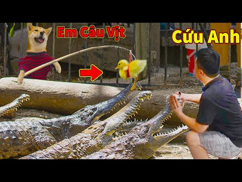 Thú Cưng TV | Ken Trẻ Trâu Bướng Bỉnh #18 | chó Shiba thông minh vui nhộn | Pets funny smart dog