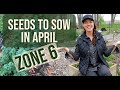 What to sow from seed in april  zone 6