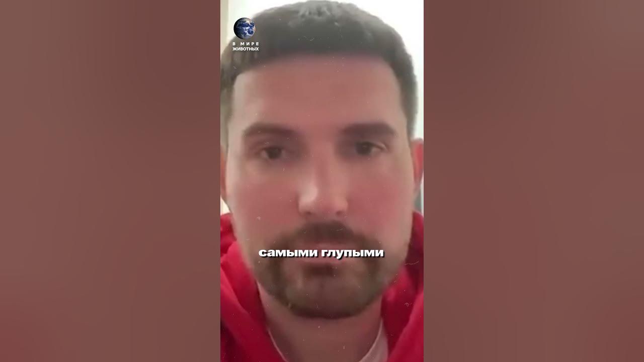 САМОЕ ГЛУПОЕ ЖИВОТНОЕ 🙊#shorts #коала #иванов - YouTube