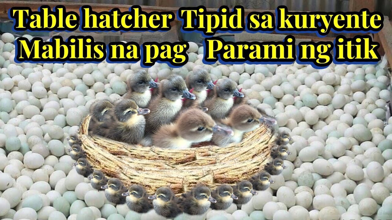 TABLE HATCHER , TiPiD SA KURYENTE MABILIS NA PAG PARAMI NG ITIK , SEKRETO NG MGA MALALAKING SUPPLIER
