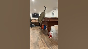 Slow Motion of a Cat Jumping Down