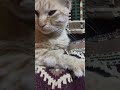 أنا نعسان لا أقدر cat لايك اهميه اعتني اكسبلور pets cute mp3