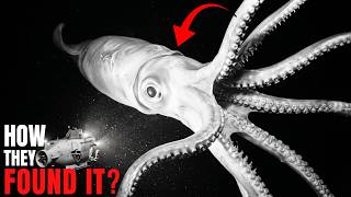 Scientists Finally Captured a Giant Colossal Squid