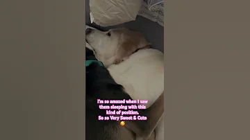 These Dogs So Amazing Shortsfeed Cuteness 