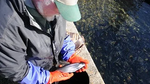 Trout Spawning Process - Iowa DNR, Manchester Hatchery