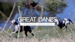 GREAT DANES FIVE THINGS YOU SHOULD KNOW