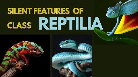 REPTILIA | CHARACTERISTIC FEATURES OF CLASS REPTILIA | TYPES AND WITH EXAMPLES