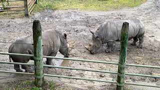 Standingoff Rhinos  @ Virginia Zoo